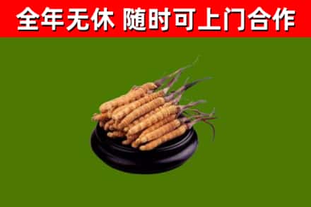 全南烟酒回收冬虫夏草.jpg