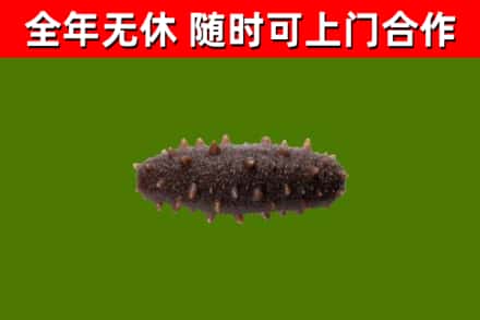 全南烟酒回收干海参.jpg